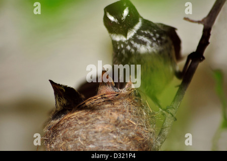 Il bianco-throated fiocco, Rhipidura albicollis , NEST e neonati Foto Stock