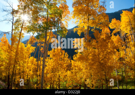 Gli alberi di giallo nel paesaggio rurale Foto Stock