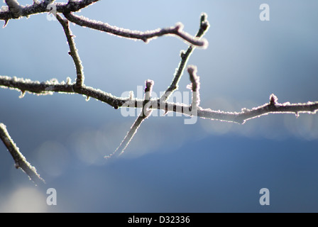 Un'immagine ravvicinata di un coperto di brina ramoscello con grande dettaglio su uno sfondo blu e una profondità di campo per la creazione di oggetti in primo piano Foto Stock