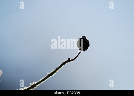 Un'immagine ravvicinata di un coperto di brina ramoscello con grande dettaglio su uno sfondo blu e una profondità di campo per la creazione di oggetti in primo piano Foto Stock