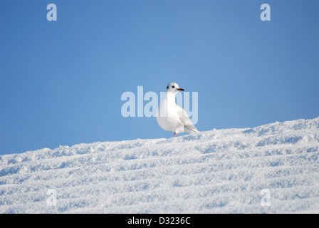 Un gabbiano su un tetto coperto di neve in inverno con un luminoso cielo azzurro sfondo con composizione molto semplice e vivace Foto Stock