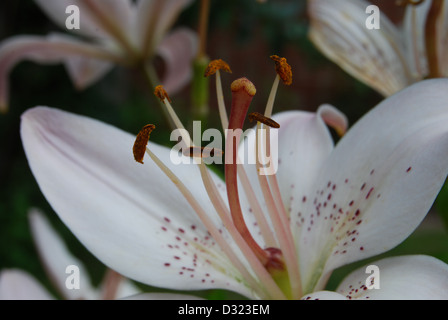 Un giglio bianco con goccioline di acqua sulla sua petali e semi guardando la luce in estate con luminosi colori attraenti macro Foto Stock