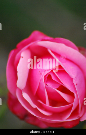 Una rosa rosa con goccioline di acqua sulla sua petali e semi guardando la luce in estate con un luminoso attraente colore romantico Foto Stock