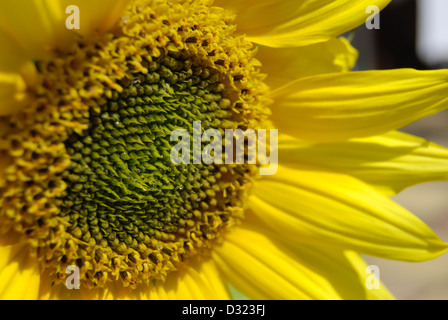 Un girasole con goccioline di acqua sulla sua petali e semi guardando la luce in estate con luminosi attraenti colori giallo Foto Stock