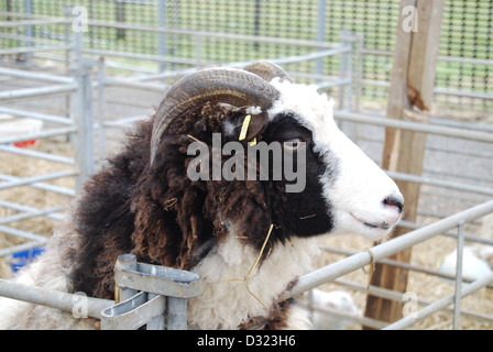 Una RAM o una pecora corna guardando attraverso il foro nella penna con la videocamera in una penna piena di animali a un mercato zoo o agriturismo Foto Stock