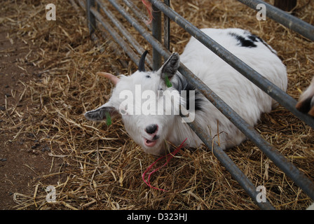 Un curioso cheeky capra guardando attraverso il foro nella penna con la videocamera in una penna piena di animali a un mercato zoo o agriturismo Foto Stock