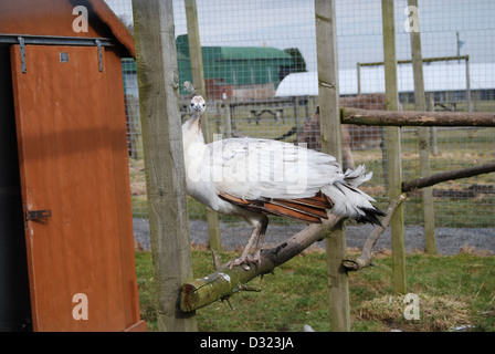 Un pavone bianco su un pesce persico al suo interno la penna in un zoo e una fattoria di guardare direttamente la fotocamera Foto Stock