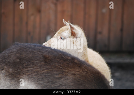 Un giovane cervo con giallo bionda bionda pelliccia bianca che guarda sul retro delle madri che è marrone nella sua penna il Petting Zoo o agriturismo Foto Stock