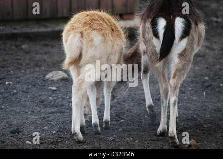 Una madre e un giovane cervo pascolo a fattoria e uno zoo di animali domestici nei loro penna uno con la bionda bionda fur gli altri con i capelli neri Foto Stock