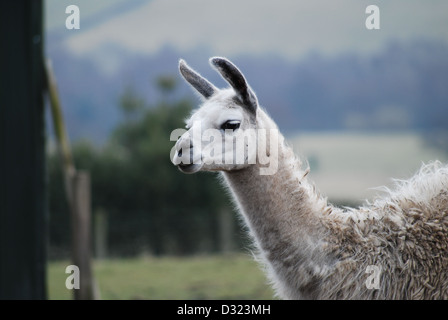 Un alpaca o llama a uno zoo di animali domestici e di fattoria, avviso e centrale al telaio con mantello bianco. Foto Stock