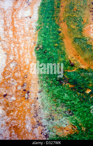 Dettaglio di un geo-funzione termica nel Parco Nazionale di Yellowstone, Wyoming USA Foto Stock