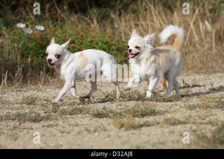 Cane Chihuahua longhair e shorthair / due adulti in esecuzione in un prato Foto Stock