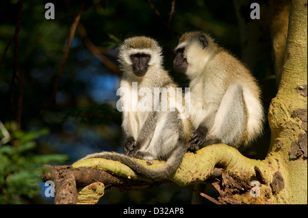 Vervet monkey (Cercopithecus aethiops), Lewa Wildlife Conservancy, altopiano di Laikipia, Kenya Foto Stock
