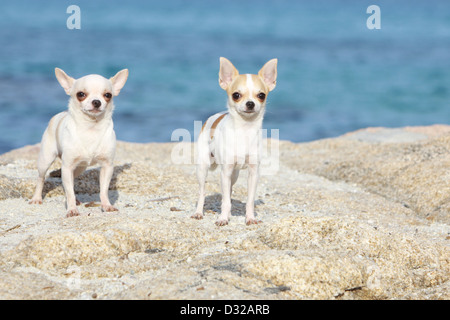 Cane Chihuahua due adulti in piedi sulle rocce Foto Stock