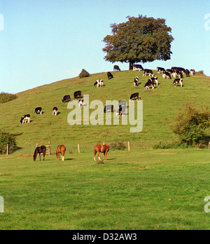 Vacche sulla collina con albero, Worcester, Inghilterra Foto Stock