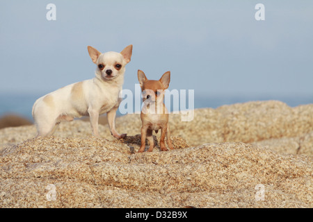 Cane Chihuahua adulto e cucciolo in piedi sulle rocce Foto Stock