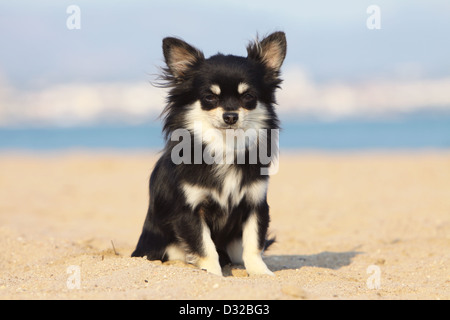 Cane Chihuahua longhair adulto seduto sulla spiaggia Foto Stock