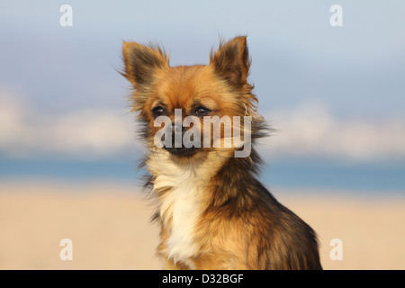 Cane Chihuahua longhair ritratto per adulti Foto Stock