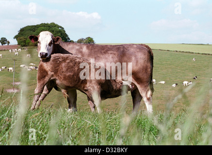 Carni bovine Vacca con vitello lattante, Lambourn, Berkshire, Inghilterra Foto Stock