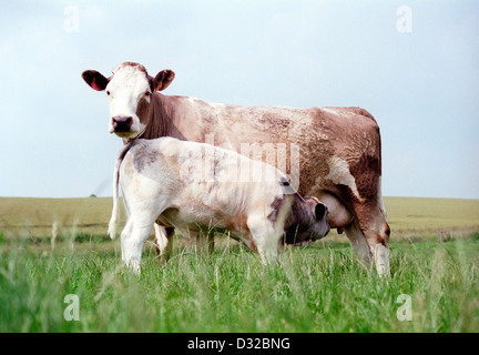 Carni bovine Vacca con vitello lattante, Lambourn, Berkshire, Inghilterra Foto Stock