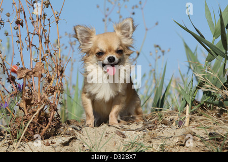 Cane Chihuahua longhair adulto seduto sulla sabbia Foto Stock