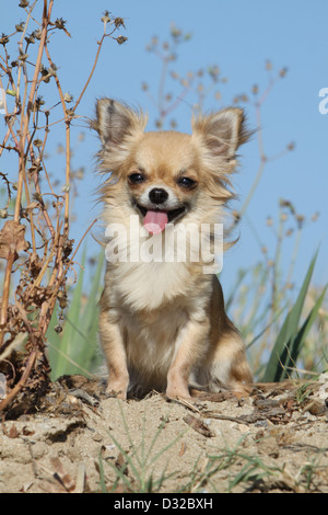 Cane Chihuahua longhair adulto seduto sulla sabbia Foto Stock