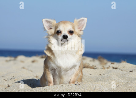 Cane Chihuahua longhair adulto seduto sulla spiaggia Foto Stock