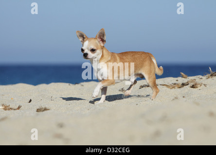 Cane Chihuahua shorthair / adulti di camminare sulla spiaggia Foto Stock