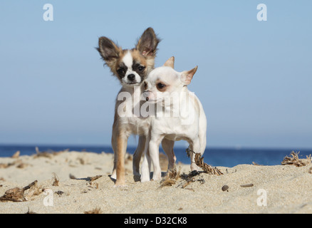 Cane Chihuahua longhair e shorthair / adulto e cucciolo di diversi colori in piedi sulla spiaggia Foto Stock