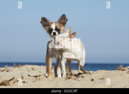 Cane Chihuahua longhair e shorthair / adulto e cucciolo di diversi colori in piedi sulla spiaggia Foto Stock