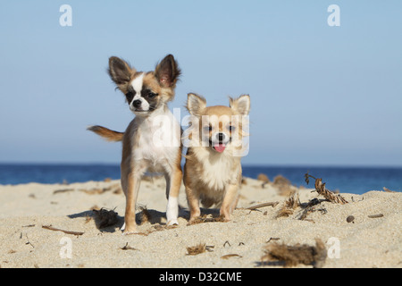 Cane Chihuahua longhair / adulto e cucciolo di diversi colori in piedi sulla spiaggia Foto Stock