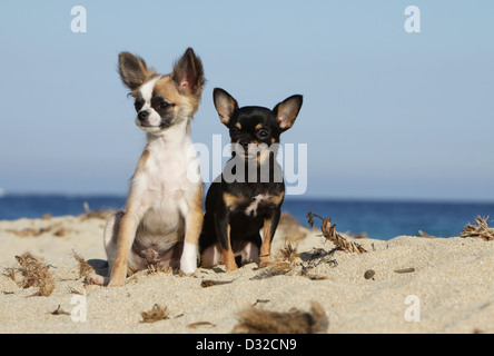 Cane Chihuahua longhair e shorthair / adulto e cucciolo di colori diversi seduto sulla spiaggia Foto Stock