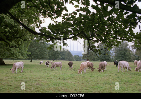 Charolais croce bovini di razza pascolare nel campo, il Galles Centrale Foto Stock