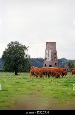 Limousin bovini in campo con la follia di background, il Galles Centrale Foto Stock