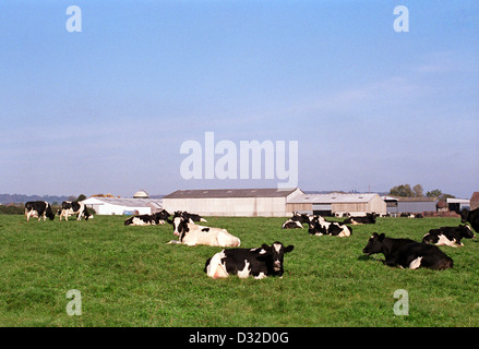 Holstein bovini giacente in campo con edifici agricoli in background, Chepstow, Monmouthshire, Galles Foto Stock