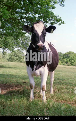 British Holstein giovenca, Calne, Wiltshire, Inghilterra Foto Stock