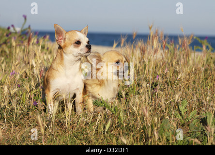 Cane Chihuahua longhair e shorthair / 2 adulti seduti in un prato Foto Stock