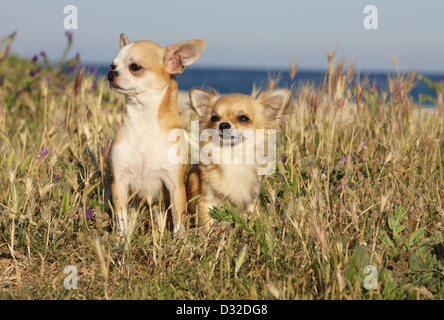 Cane Chihuahua longhair e shorthair / 2 adulti seduti in un prato Foto Stock