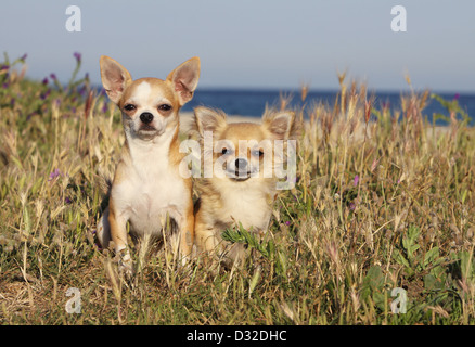 Cane Chihuahua longhair e shorthair / 2 adulti seduti in un prato Foto Stock