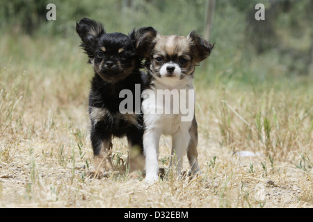 Cane Chihuahua longhair cuccioli di due colori diversi in piedi in un prato Foto Stock