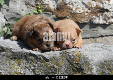 Cane Chihuahua longhair e shorthair / due cuccioli che giace su una parete Foto Stock