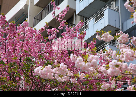 Tokyo, Giappone - la fioritura dei ciliegi (Sakura) al famoso parco Sumida Foto Stock