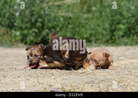 Cane Chihuahua longhair e shorthair / adulti e cuccioli colori diversi giacente a terra Foto Stock