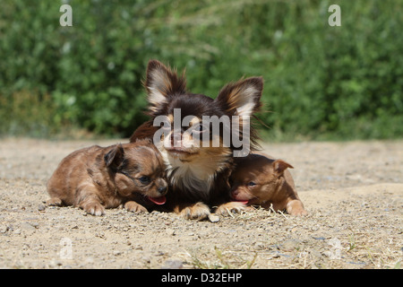 Cane Chihuahua longhair e shorthair / adulti e cuccioli colori diversi giacente a terra Foto Stock