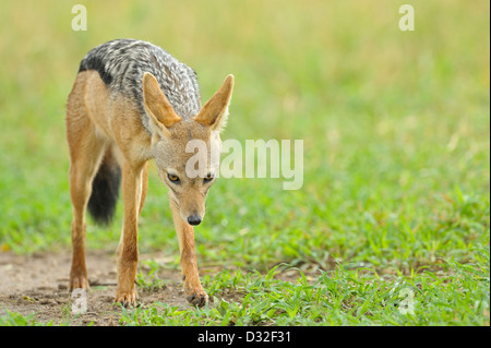 Nero-backed o argento o rosso jackal (Canis mesomelas) nel Parco Nazionale di Tarangire e, Tanzania Foto Stock