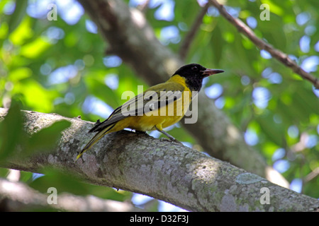 Testa nera rigogolo in Sud Africa Foto Stock