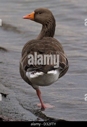 Oca Graylag in piedi su una gamba in Hyde Park, Londra Foto Stock