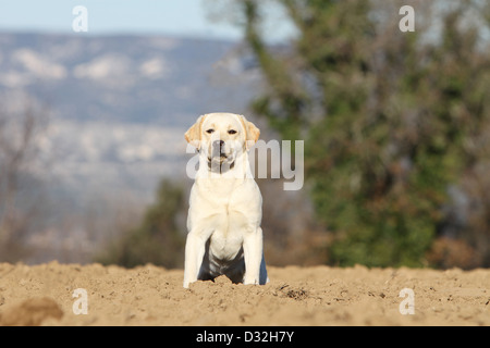 Cane Labrador retriever adulti (giallo) seduto in un campo Foto Stock