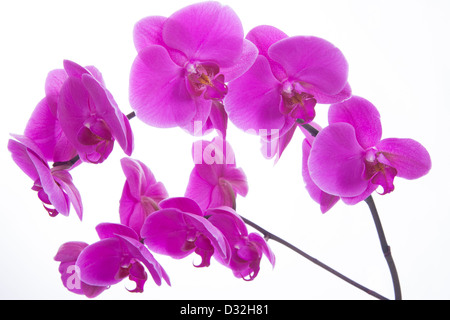 Fiori di colore rosa orchid su uno sfondo bianco isolato Foto Stock