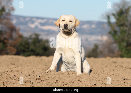 Cane Labrador retriever adulti (giallo) seduto in un campo Foto Stock